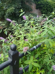 Buddleja davidii