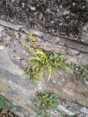 Asplenium trichomanes