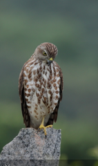 Accipiter badius
