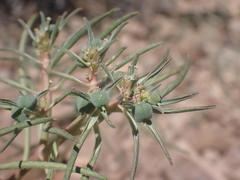 Euphorbia exstipulata