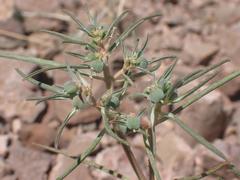 Euphorbia exstipulata