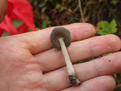 Helvella ephippium