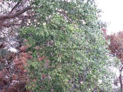 Ficus sycomorus sycomorus