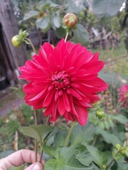 Dahlia cultorum