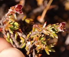 Lachnaea pudens