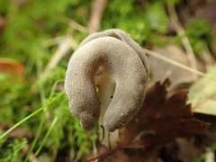 Helvella ephippium