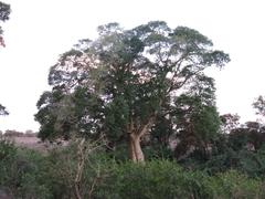 Ficus sycomorus sycomorus
