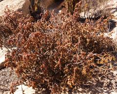 Lachnaea pudens