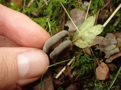 Helvella ephippium
