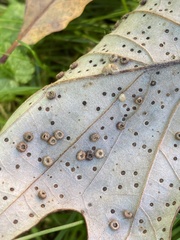 Neuroterus umbilicatus