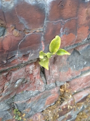 Asplenium scolopendrium