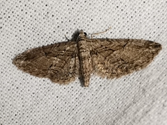 Eupithecia oxycedrata