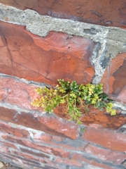 Asplenium ruta-muraria