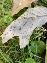 Neuroterus umbilicatus