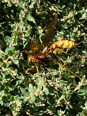 Megarhyssa macrurus icterosticta