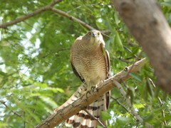 Accipiter badius