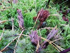 Ramaria testaceoflava