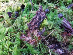 Ramaria testaceoflava