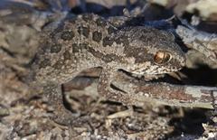 Pachydactylus maculatus