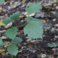 Crataegus flabellata