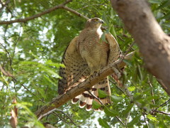 Accipiter badius