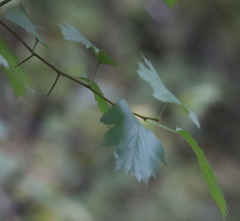 Crataegus flabellata