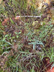 Andromeda polifolia glaucophylla