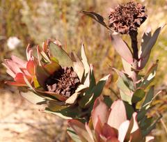 Leucadendron burchellii