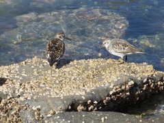 Calidris ptilocnemis