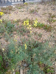 Linaria vulgaris