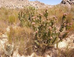 Leucadendron burchellii
