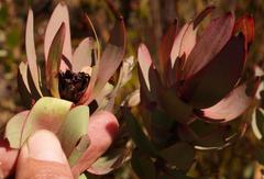 Leucadendron burchellii