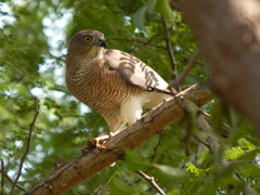 Accipiter badius
