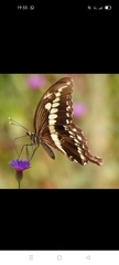 Papilio constantinus