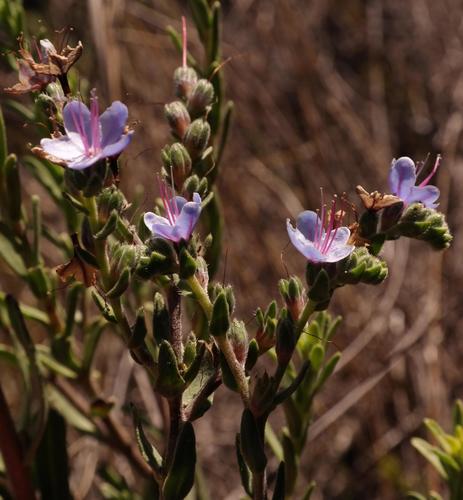 Robertson Healthbush (Lobostemon gracilis)