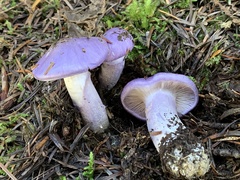Cortinarius subfoetidus