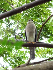 Accipiter badius