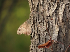 Hipparchia statilinus