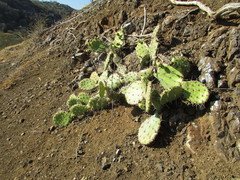 Opuntia guatemalensis