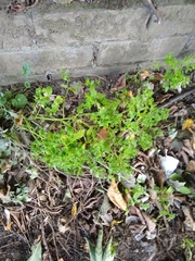 Euphorbia peplus