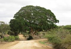 Ficus sycomorus sycomorus