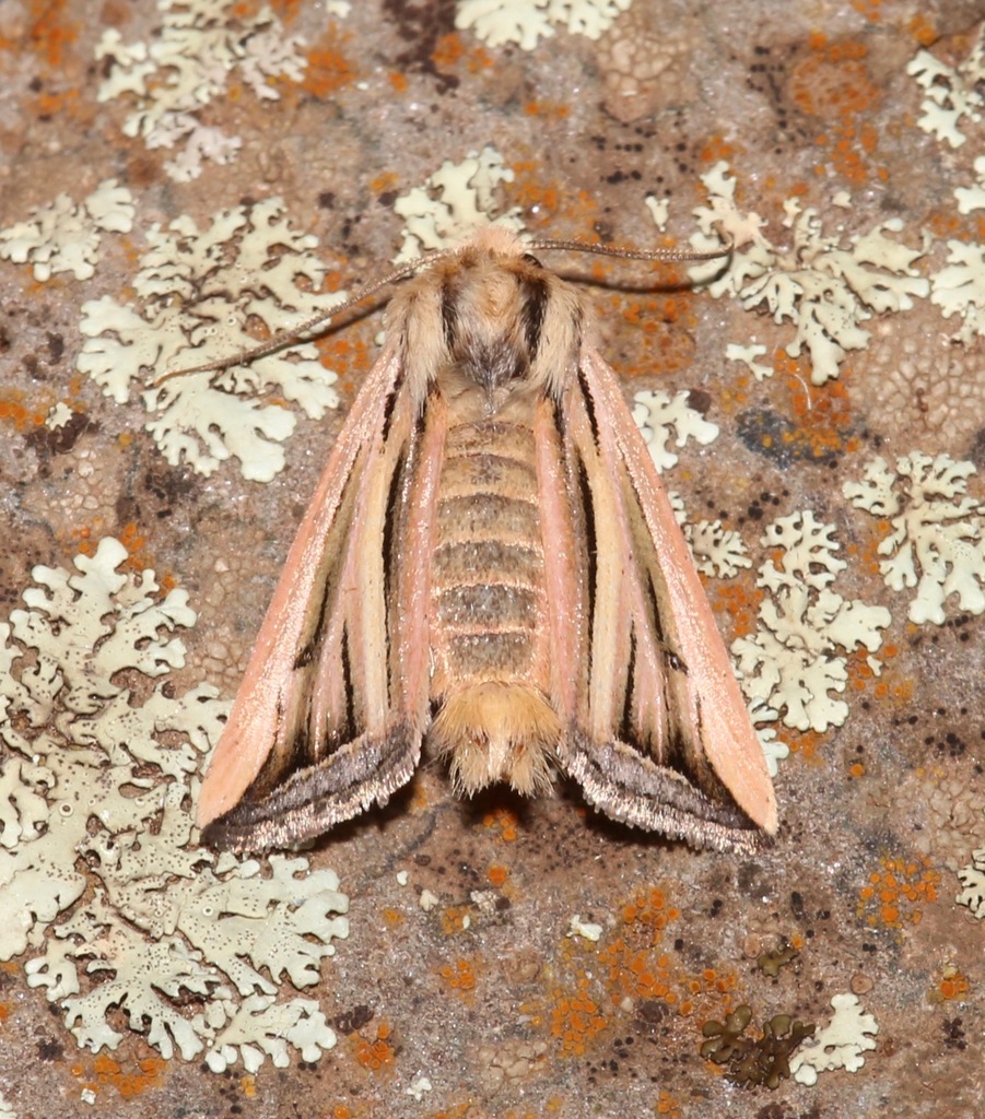 Hypotrix ferricola
