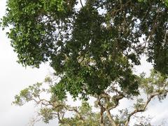 Ficus sycomorus sycomorus