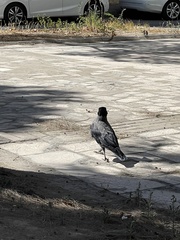 Corvus cornix