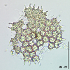 Pseudopediastrum boryanum longicorne