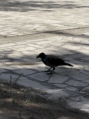 Corvus cornix