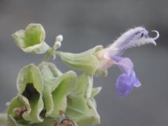 Salvia pinguifolia