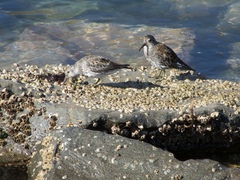 Calidris ptilocnemis