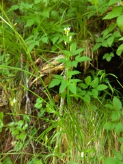 Arabis sagittata borealis