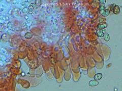 Crepidotus vulgaris